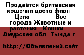 Продаётся британская кошечка цвета фавн › Цена ­ 10 000 - Все города Животные и растения » Кошки   . Амурская обл.,Тында г.